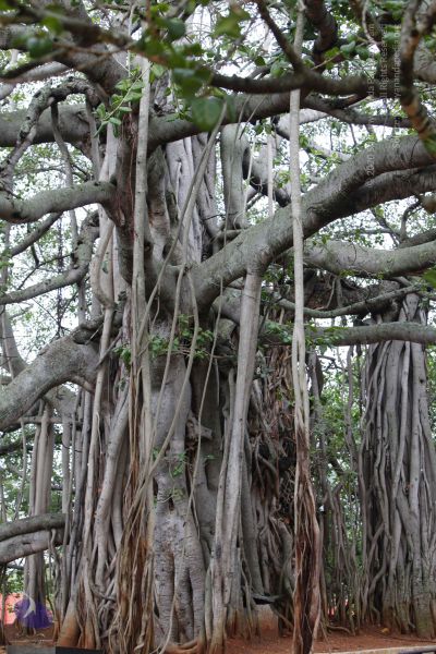 File:20130531 Photo 1008 16BxLEQp3dGMHG1nHpyJmbsZIuVLPvLlK.JPG