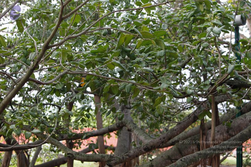 File:20130531 Photo 1026 1MXnKstuHMxSGYUZtvRUGRcgtnug9NabJ.JPG