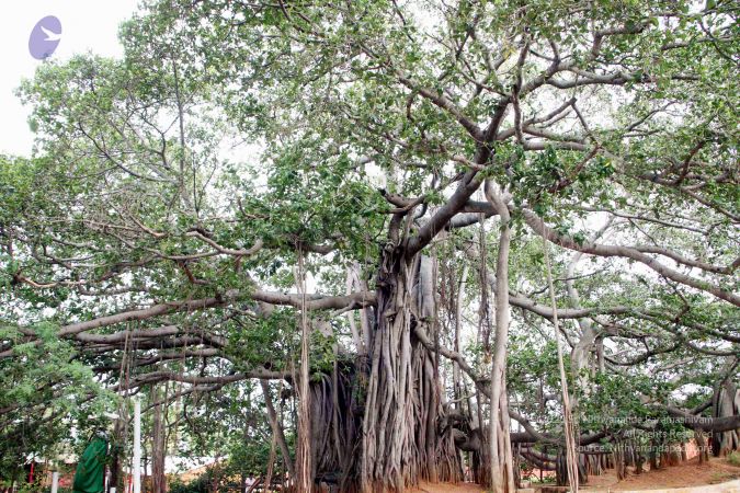 20130615IMG 5455 CMP WM010002.jpg