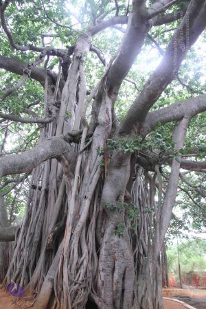 20130705 Photo 1045 1J5Y5SV3oMbo2kg4ju0qHIgKphymDP8oF.JPG