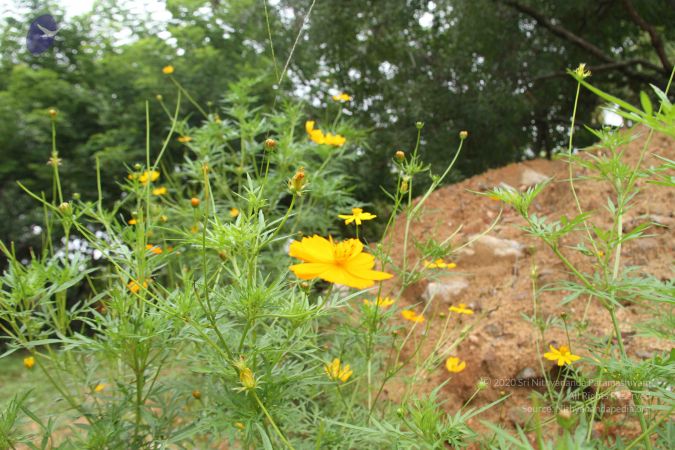 201309AF Photo 1116 15isV6b0cnt0ivAGA5m8wLg3a05d9tkEM.JPG