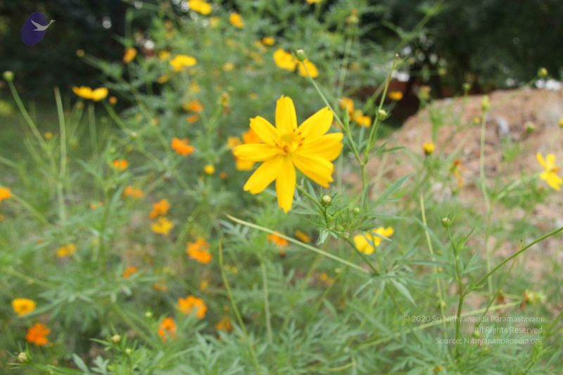 File:20131002 Photo 1110 1eE7RjRbVtrWqgGqMmPj3ISRejSrKE4Ok.JPG