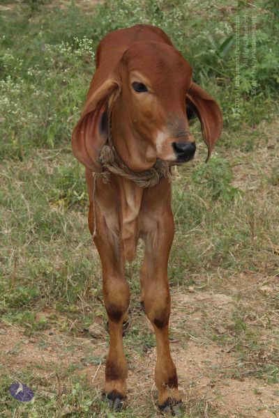 File:20131002 Photo 1176 1PFau5AZzvc85S4UeI8-at1P7v22dLPY8.JPG