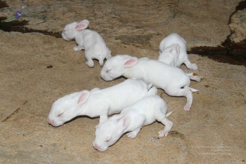 File:20131002 Photo 226 1udT0efb8GJwUDKAW4sQwCpEEmrGJ97pO.jpg