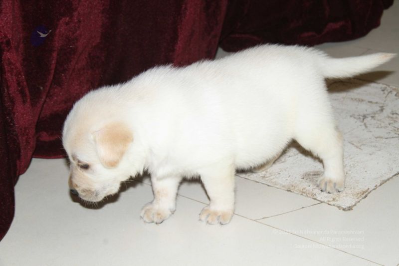 File:20131231 Photo 1173 1d-dp3E3LPBji8vvxPaWfqd854o9I-l0s.JPG