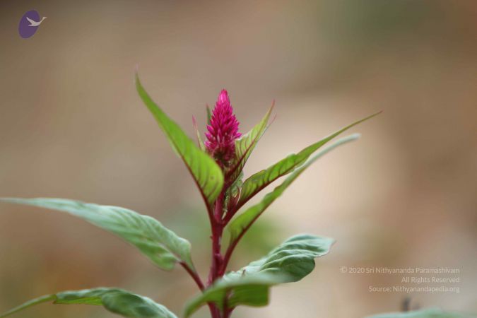 20140815 Photo 1073 14syf788Tfvg6h8zto3ZYfagnbTMngB4J.JPG