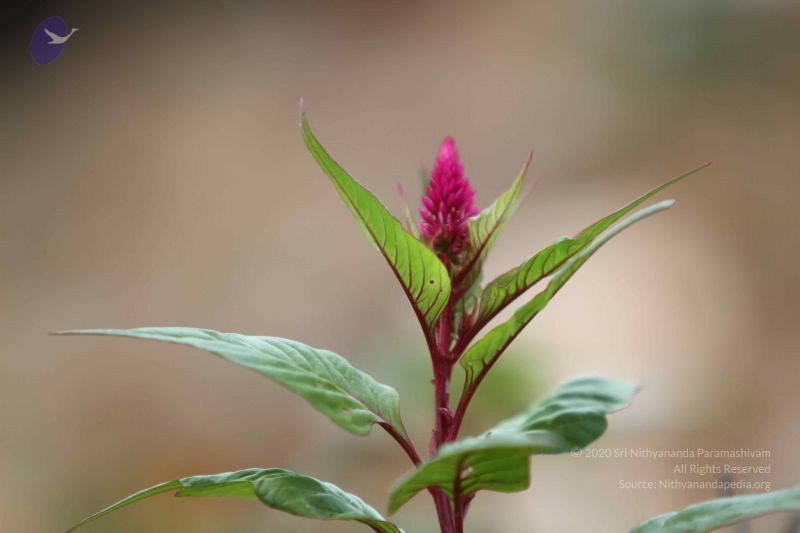 File:20140815 Photo 1077 1Bdzxm1QBZ55vlhDUh4C0uxLtEU6QIDQQ.JPG