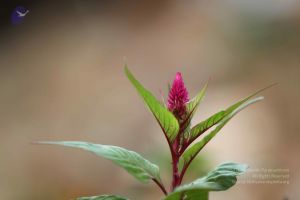 20140815 Photo 1079 1ynKuMHKcSW83Jn2MwYqHk4zS-ZPKz6bY.JPG