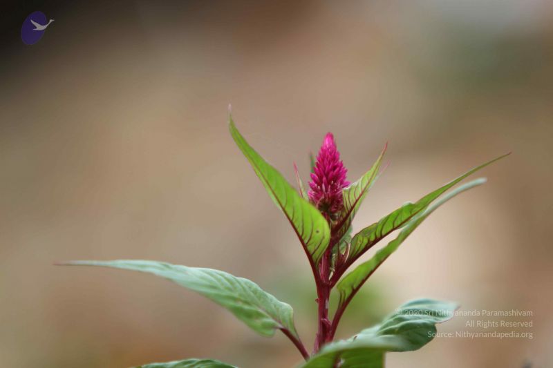 File:20140815 Photo 1079 1ynKuMHKcSW83Jn2MwYqHk4zS-ZPKz6bY.JPG