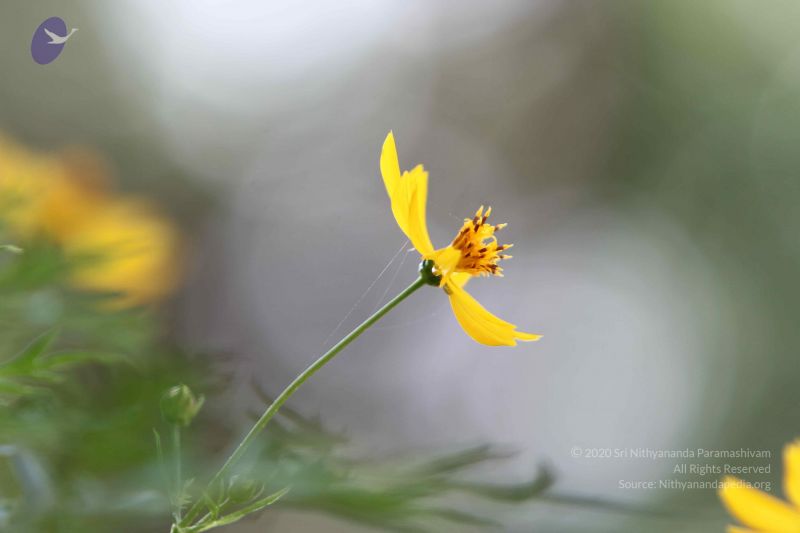 File:20140815 Photo 1080 1Z14Q4nlHx388wwVa8CPPUrE-LRPrrTUk.JPG