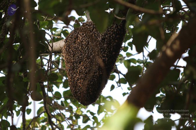 20140815 Photo 1092 1YaA35DtBcdW9liiMOWBczkZJegxqUgIx.JPG