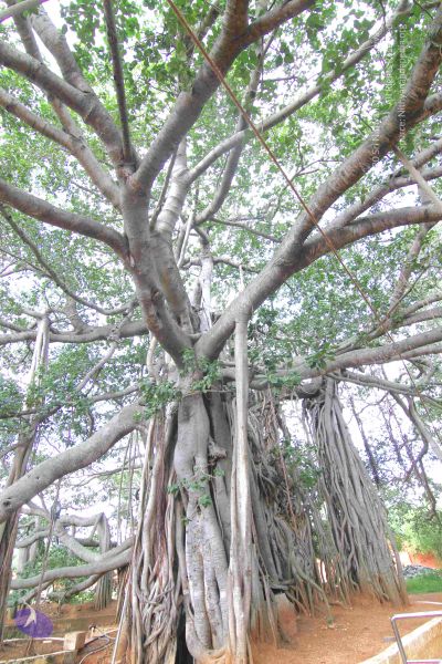 File:20140819 Photo 1020 1ycR9GW4LgdSmz3nibBWTznNoCPxBoU03.JPG