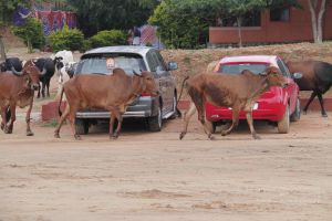 20140824 Photo 1882 1nxeWwB9a6h7dMPLJiUSP3M9Sw4C1u5Lj.JPG