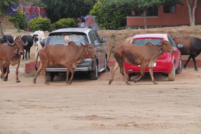 File:20140824 Photo 1882 1nxeWwB9a6h7dMPLJiUSP3M9Sw4C1u5Lj.JPG