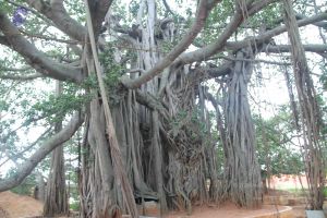 20140829 Photo 1153 1lOkOKMC9OPBIvwqvx-DE DbOj7dxnqPT.JPG