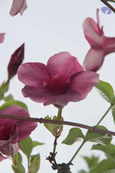 File:20140902 Photo 1018 1JCo0slp-tKRVmicJSgsu6-OW-e7-w V5.JPG