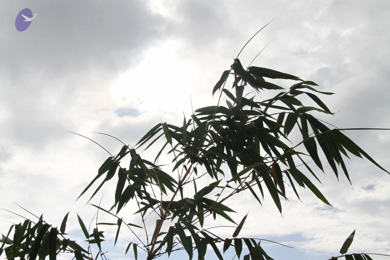 File:20140902 Photo 1029 1w0zflM5UN6J5rumezELKuuIGtPXMY93e.JPG