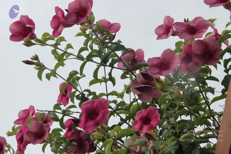 File:20140902 Photo 1040 1u62X7l 36kKN cCdzoOLt5wW 4LzfTuw.JPG