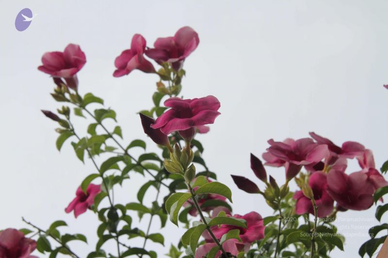 File:20140902 Photo 1041 1O0T7yXeA970ONWJrsuRhZfvdePZ9PUOs.JPG