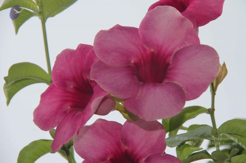 File:20140902 Photo 1042 1vKBIiF03xU4xEmJUc12WlQpL6UVIh5Ef.JPG