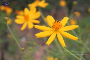 20140902 Photo 1046 1VA MszXlKZDWhBscGJWAzcg elQ1Ho9o.JPG