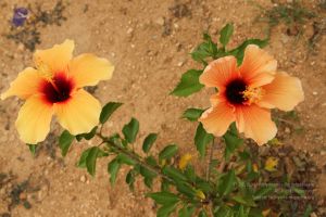 20140904 Photo 1019 1IQK ti5HODWRNGLnFIEvjTvPELf6a2AY.JPG