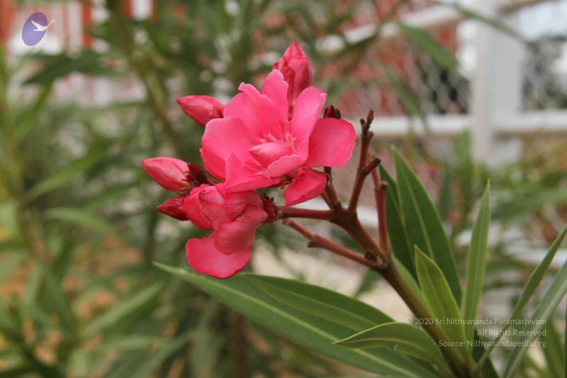 File:20140904 Photo 1021 1PpX9tWi7hXH0L1HXAVQvfpMxcHLxGbXt.JPG