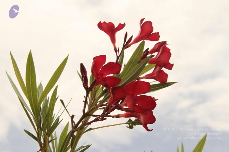 File:20140904 Photo 1022 13z9K7 YUlEeODdD7bL9BfsoWpOobPVn6.JPG