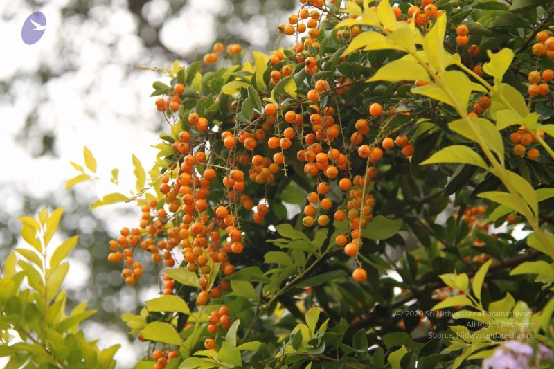 File:20140904 Photo 1043 17yXyl4XfSS-YZLx5W1IhkSZF5D NyiTv.JPG