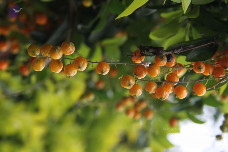 File:20140904 Photo 1044 17sxO70xLyFD JJFLdN1aVH5bWPsXsTe1.JPG