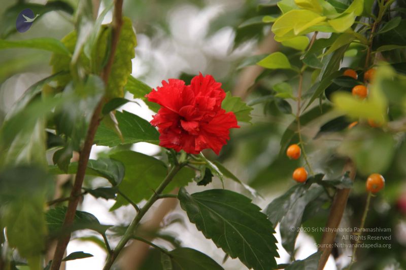 File:20140904 Photo 1046 1mfL3JMTONHtzXAYH4LkmOutlmGidyBBP.JPG