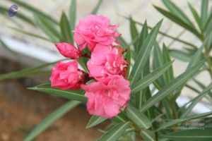 20140907 Photo 1121 1M6zKwgqjO18q-Z-lpm76XFe cEh4byg4.JPG