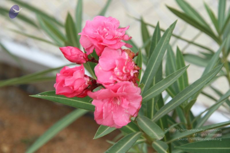 File:20140907 Photo 1121 1M6zKwgqjO18q-Z-lpm76XFe cEh4byg4.JPG