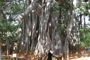 20140910 Photo 1045 1gDRt-lYpRsxtCFrFdc2oDCU qf80lb2q.JPG