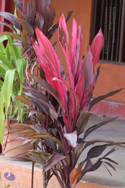 File:20140910 Photo 1063 148Z0XuW0HH7Ii2vLdxQ6GtpCX3aNs41J.JPG