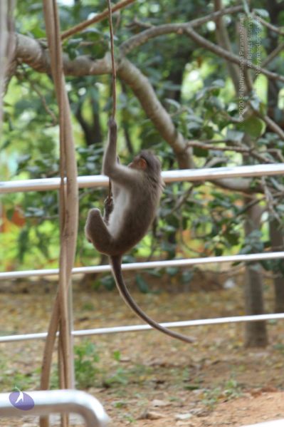 File:20140914 Photo 1032 1QycdMDhY4YGKMqOk1-qsDGOK9x2pKbYh.JPG