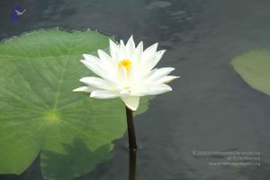 20140917 Photo 1010 1njZ-Xm 52qNr2wevU1Gxv8Sy8wRUI60a.JPG