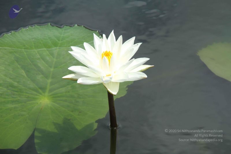 File:20140917 Photo 1010 1njZ-Xm 52qNr2wevU1Gxv8Sy8wRUI60a.JPG