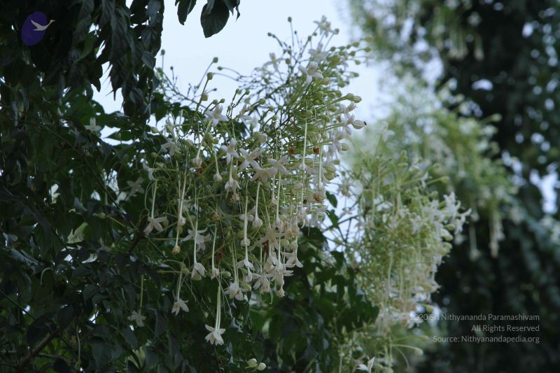 File:20140921 Photo 1210 1I9NvAx OWPnO9ebladGeuexLOiobj6fj.JPG