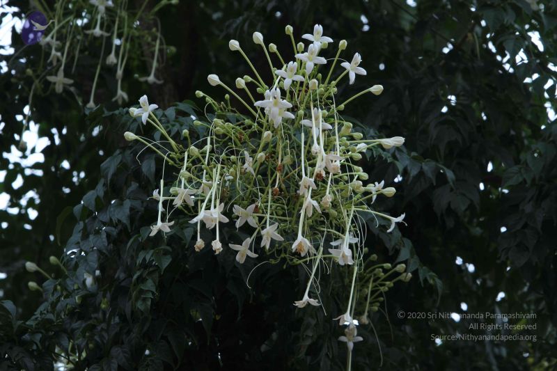 File:20140921 Photo 1212 1JNd4 syIcJSpw8VUImSL9qdN tBA40XQ.JPG