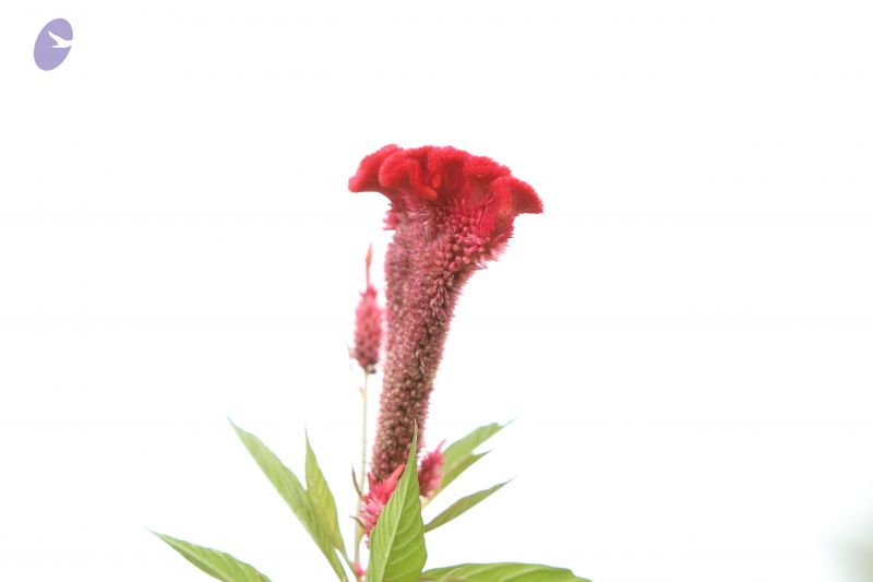 File:20140928 Photo 1082 1lLJrkYmzP4lRLlnSjuRFNHA4ARoGY0mW.JPG