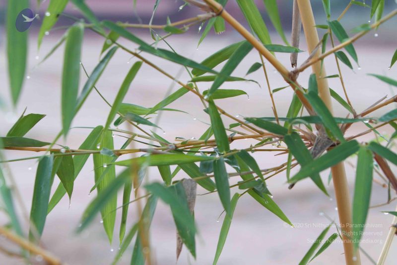 File:20141002 Photo 1034 1jEnAUPt4Gy5frRFwvWs8f3basr9iUszU.JPG