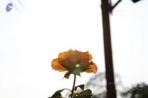 20141003 Photo 1151 1xEg3g0tvRdClos5v5QGSWszGM36JMFG6.JPG