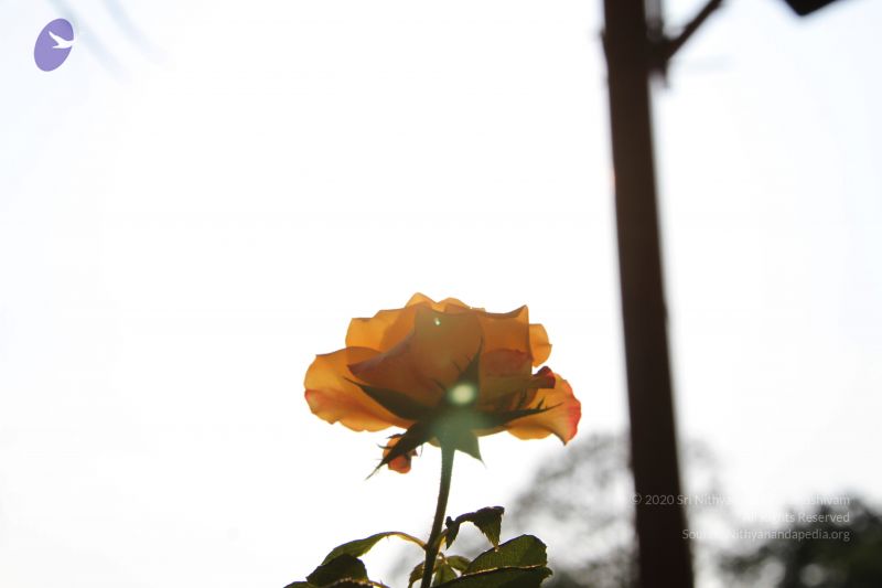 File:20141003 Photo 1151 1xEg3g0tvRdClos5v5QGSWszGM36JMFG6.JPG