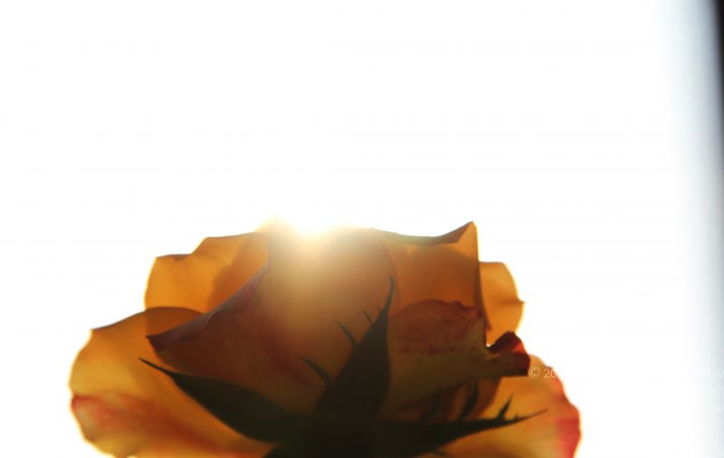 File:20141003 Photo 1152 1MqDsBLq0PBbsRsO-zjS-w3GcxP6gRrT2.JPG