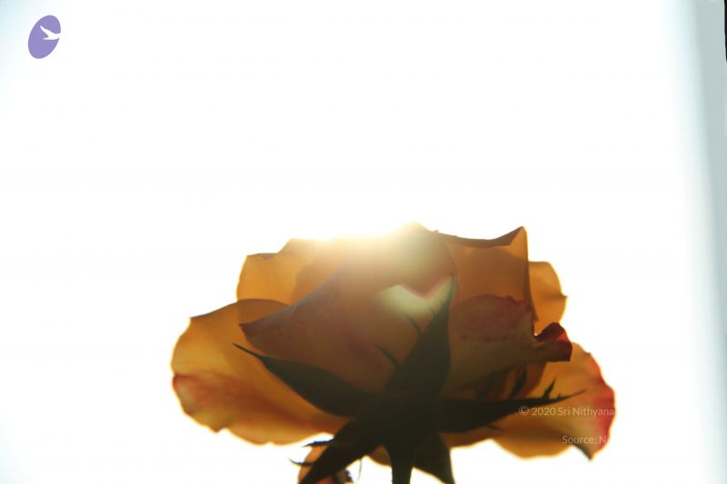 File:20141003 Photo 1153 19c3vj4eUWIQLUSbw0JFmKyR QzSIGEQ2.JPG