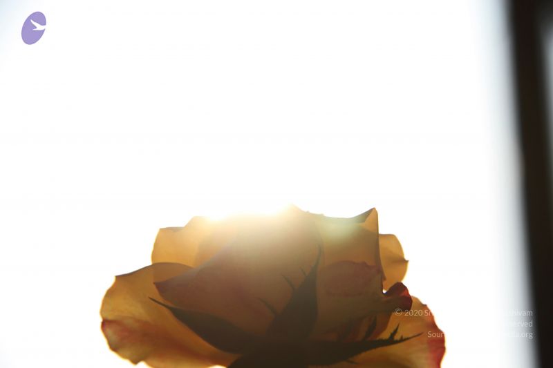 File:20141003 Photo 1154 1g3B94kZ3g04Ipexo2Koy9W tDBSggBnj.JPG