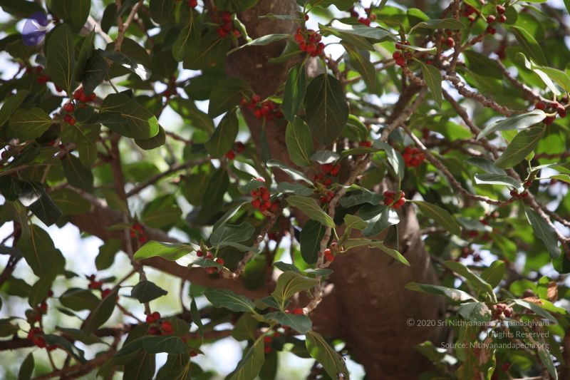 File:20150501 Photo 1194 1iJhM79c8baxOdp-2p0UTT9FrIu9hivHv.JPG