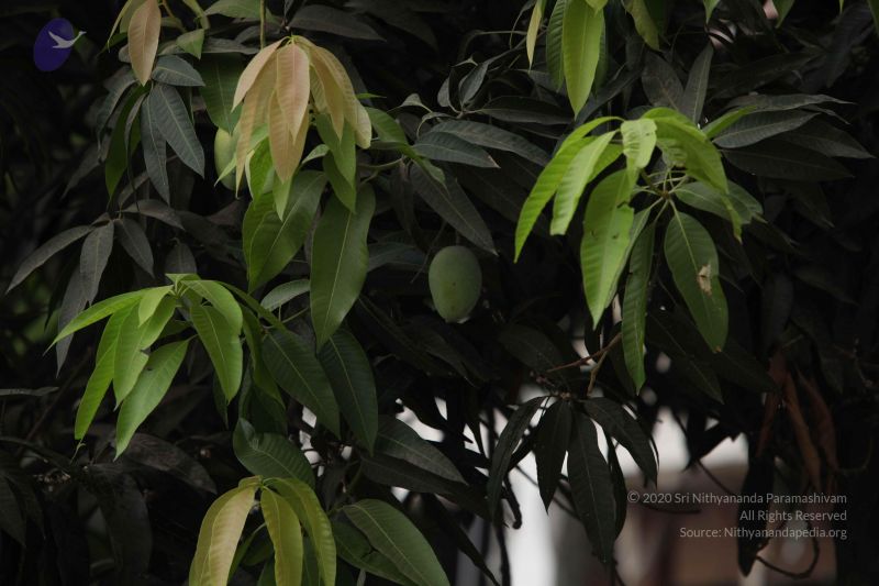 File:20150505 Photo 1005 18BwLDqm ELH0XHgFWoWd zQ39iaa5u3q.JPG