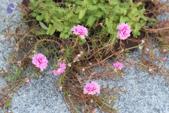 20150820 Photo 1009 1XW-2--B-uowaRFpgkdn1nmHoJiQafgxb.JPG